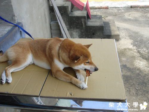 洗完澡的獎勵(來一根吧!!(原發表者:一路家)(相簿)