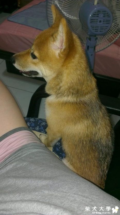 風好大 桌下才是我的避風港:lol(原發表者:shineape)(相簿)