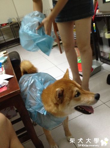 颱風天~醃強的戰鬥裝~(原發表者:10R阿福)(相簿)