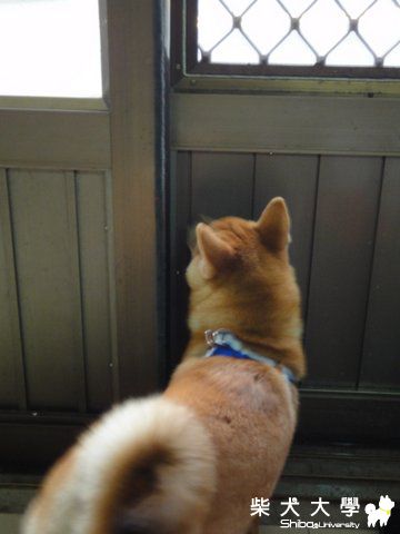 我想出去啦!!!!(原發表者:澎將哥)(相簿)