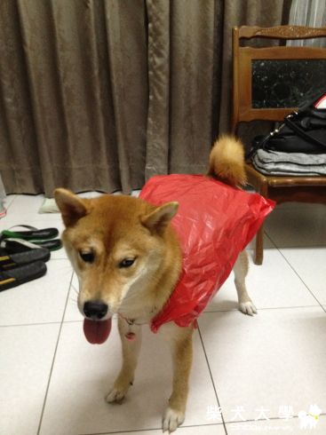 醃強颱風天(很多災情)~超人外出...噓噓嗯嗯(原發表者:10R阿福)(相簿)