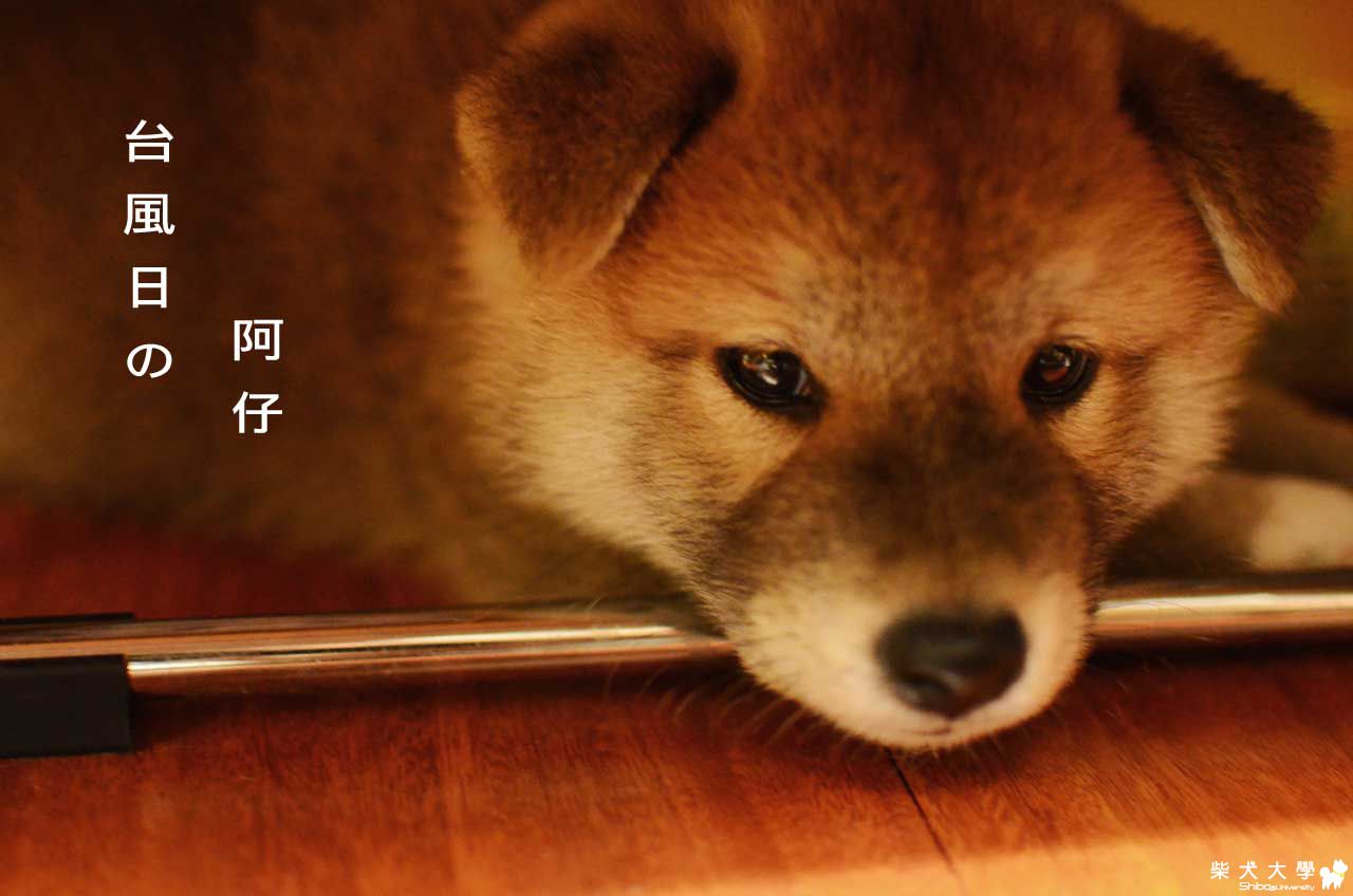 阿仔的颱風天(原發表者:朱元宏)(相簿)