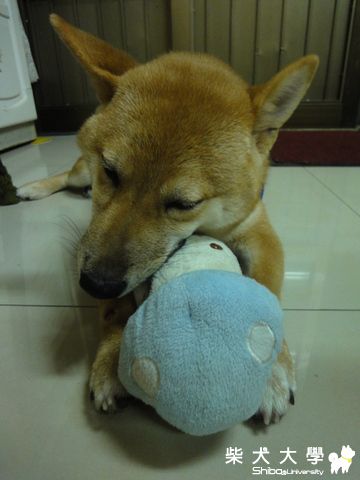 陶醉幸福的表情(原發表者:澎將哥)(相簿)