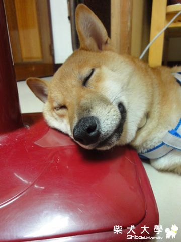 我的另類枕頭喔!(原發表者:澎將哥)(相簿)