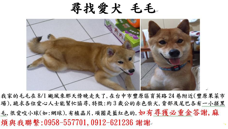 【基隆市】毛毛走失了...豐原市育英路24巷(豐原果菜市場附近)(原發表者:greatcool)