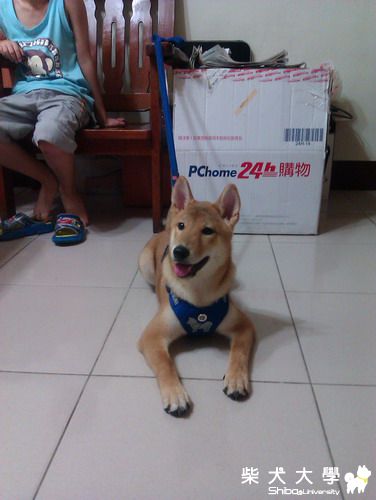 吉谷麻胸背帶拿出來用了(原發表者:龍之爸)(相簿)