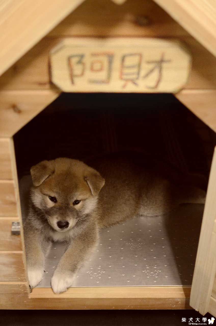 阿仔的第一個狗狗朋友(原發表者:朱元宏)(相簿)