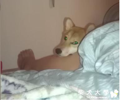 睡覺位子百百種..(原發表者:DuckSu)(相簿)