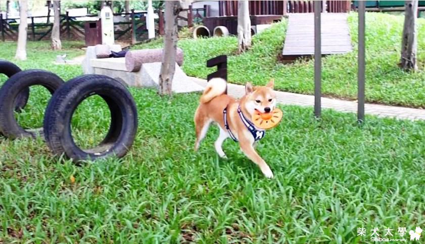 臭屁吉谷&遇到穩重的拉拉-邊玩邊嗆聲的吉谷(原發表者:吉谷家)(影片)