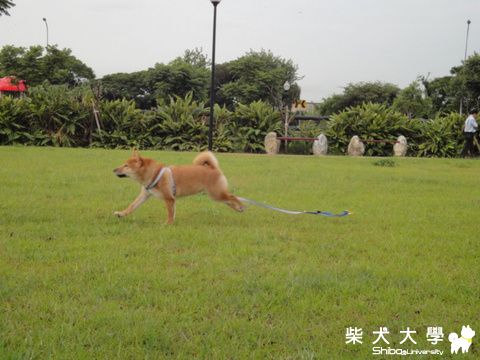 午後公園(原發表者:澎將哥)(相簿)