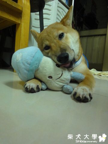 新玩具(原發表者:澎將哥)(相簿)