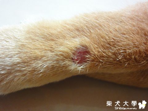 凸起物看診紀錄 (續-3補圖)(原發表者:澎將哥)(相簿)