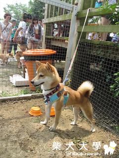 運動會.........(原發表者:嚕嚕)(相簿)