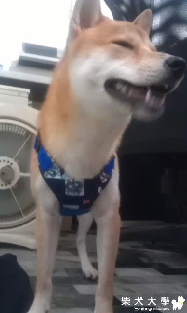 來張傻笑吧~!!(原發表者:DuckSu)(相簿)