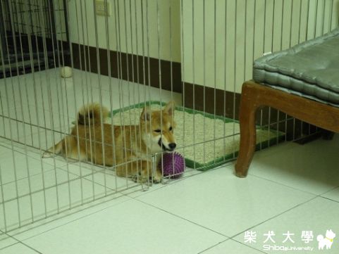 島輝真的那麼想出來嗎?(原發表者:10R阿福)(相簿)