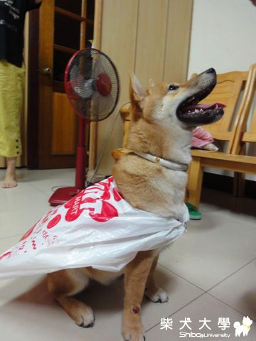 有求必應-像樣的雨衣(原發表者:澎將哥)(相簿)