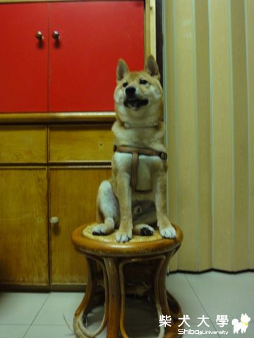 帥吧!(原發表者:澎將哥)(相簿)