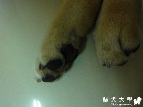 小美容....補圖(原發表者:澎將哥)(相簿)