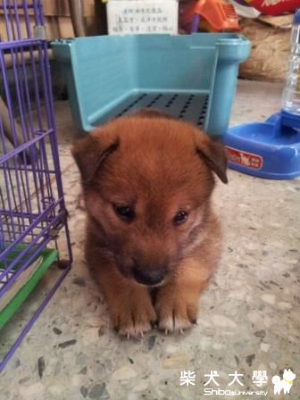 從小到現在的小來福><(原發表者:tn704545)(相簿)