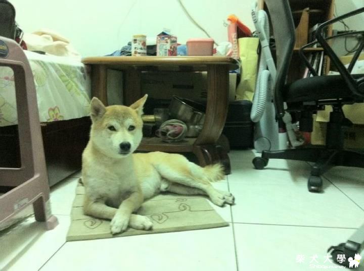 紳士咪醬(原發表者:咪醬媽)(相簿)