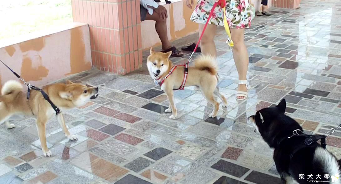 柴犬嗆聲會--桃園竹圍海域(原發表者:吉谷家)(影片)