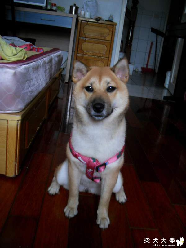 軟軟第一次游泳就上手~*(原發表者:guinjk)(相簿)