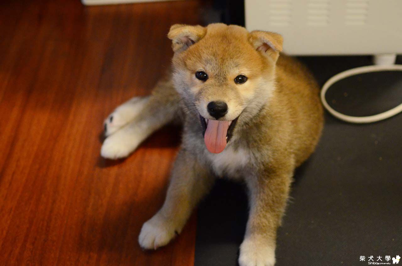 阿仔的朋友來玩(原發表者:朱元宏)(相簿)