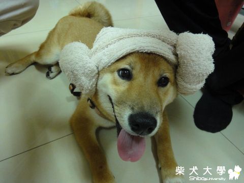 我家也有綿羊頭(原發表者:澎將哥)(相簿)