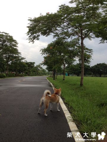 愛奔跑的美美~~(原發表者:nicole92)(影片)