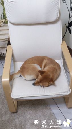 椅子被霸佔了><(原發表者:奶茶麻)(相簿)