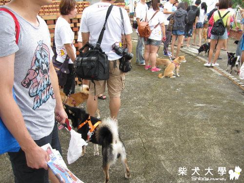 2012年8月5日柴犬大學之夏日運動會 (EAGLE姊)(原發表者:Eagle姊)(相簿)