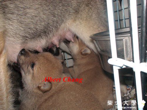 我要喝ㄋㄟ ㄋㄟ~~~(原發表者:nychang)(相簿)