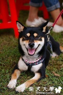 恰北北妹咕(原發表者:bibi)(相簿)