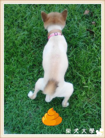 呼呼剃毛了光溜溜(原發表者:love_shit_end)(相簿)