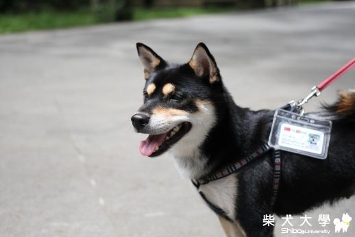 誰快來認領恰北北妹咕~(原發表者:10R阿福)(相簿)