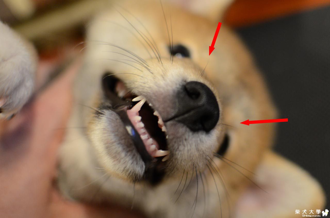 鼻子上方的鬍子(原發表者:朱元宏)(相簿)