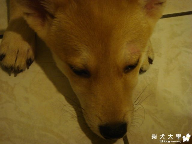 少了一邊眉毛!!(原發表者:miyake99)(相簿)