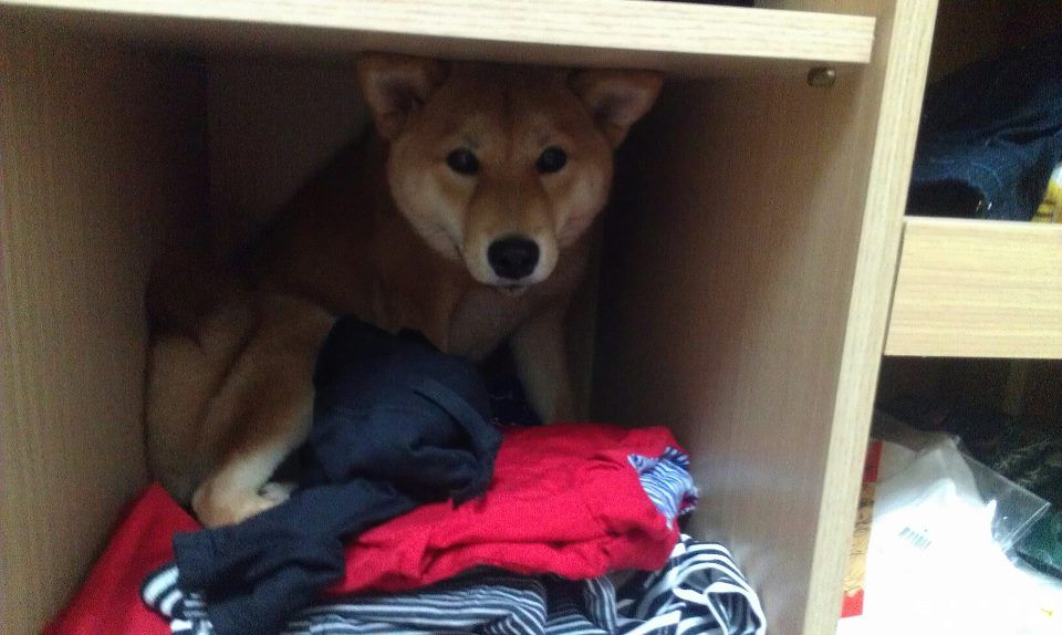 麻糬 喜歡躲衣櫥....(原發表者:cat75930)(相簿)