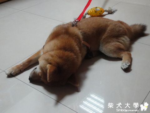 睡這樣..不會扭到?(原發表者:澎將哥)(相簿)