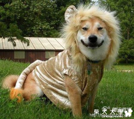 柴寶也想來要一件嗎?(原發表者:DuckSu)(相簿)