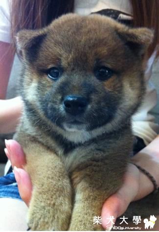 連城莊~~PoCA來我們家囉(原發表者:波卡麻)(相簿)