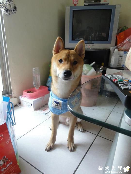 Caesar第一次參加寵物展好緊張(原發表者:王雅雅)(相簿)