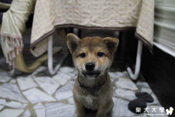 烏米轉大人"翹"起來了~(原發表者:烏米拔)(相簿)