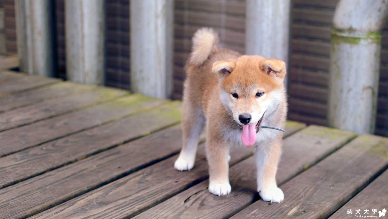 鋼鐵柴 - 阿仔(原發表者:朱元宏)(相簿)