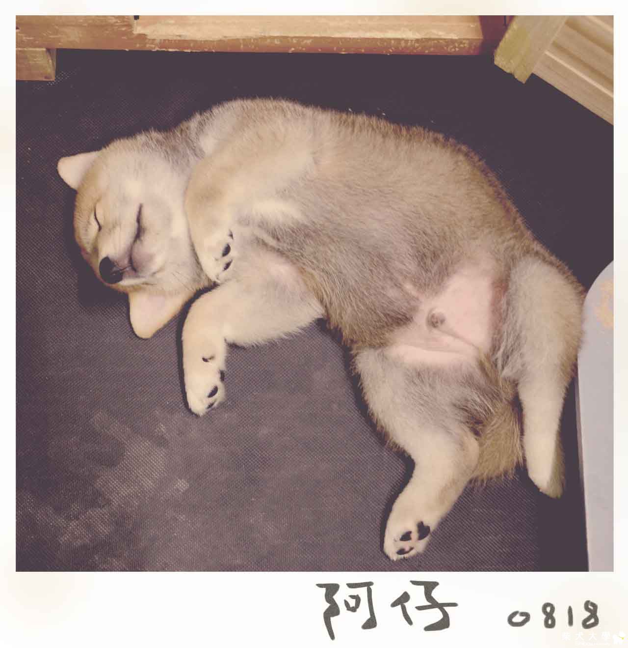 阿仔繼續這樣睡(原發表者:朱元宏)(相簿)