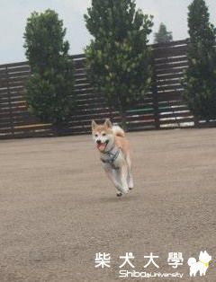 咪醬柏林與寵物展初體驗  PART 1(原發表者:咪醬媽)(相簿)