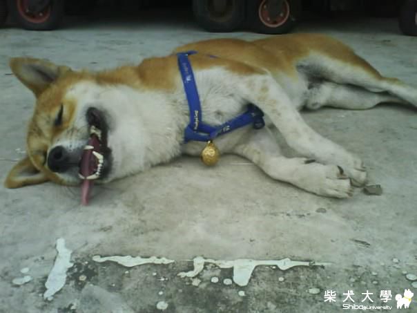 傳說中的(胎哥豬)(原發表者:cady_226)(相簿)