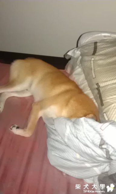 柴哥愛篡位..(原發表者:DuckSu)(相簿)