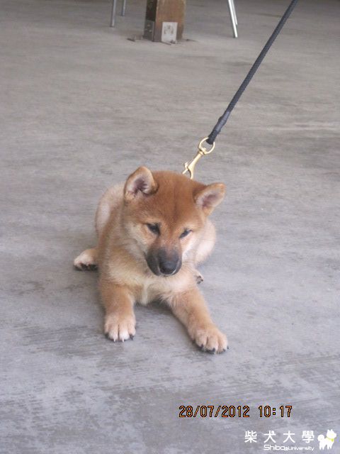 禾風犬舍仔犬照片(原發表者:禾風柴犬)(相簿)