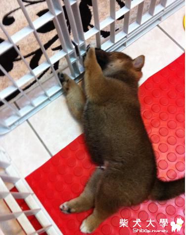 翻翻翻翻(原發表者:波卡麻)(相簿)